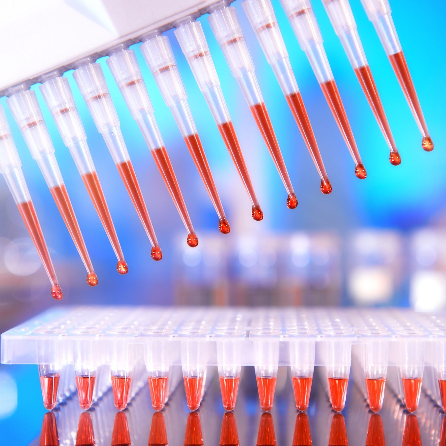 Scientific background. Multichannel pipette tips filled in with reaction mixture to amplify DNA in plastic wells. This image is toned.